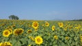 Sunflower fields