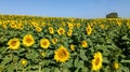 Sunflower fields in blue sky background of yellow green summer flower Royalty Free Stock Photo