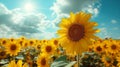 Sunflower fields and blue sky clouds background. Close-up of yellow sunflower with the blue sky background Royalty Free Stock Photo