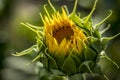 Sunflower fields in Colorado near Denver International Airport Royalty Free Stock Photo