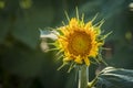 Sunflower fields in Colorado near Denver International Airport Royalty Free Stock Photo