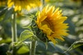 Sunflower fields in Colorado near Denver International Airport Royalty Free Stock Photo