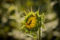 Sunflower fields in Colorado near Denver International Airport Royalty Free Stock Photo