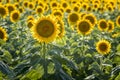 Sunflower fields in Colorado near Denver International Airport Royalty Free Stock Photo