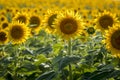 Sunflower fields in Colorado near Denver International Airport Royalty Free Stock Photo