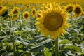 Sunflower fields in Colorado near Denver International Airport Royalty Free Stock Photo