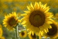 Sunflower fields in Colorado near Denver International Airport Royalty Free Stock Photo