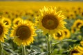 Sunflower fields in Colorado near Denver International Airport Royalty Free Stock Photo