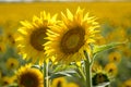 Sunflower fields in Colorado near Denver International Airport Royalty Free Stock Photo