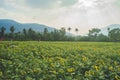 Sunflower field filled with yellow sunflowers sky and mountain background Royalty Free Stock Photo