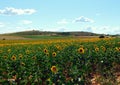 sunflower in rural landscapes in Vidriales valley