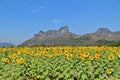 Sunflower Fields with Khao Chin Lae as Background in Lopburi Province