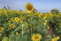 Sunflower fields in louisiana Royalty Free Stock Photo