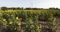 Sunflower fields in louisiana Royalty Free Stock Photo