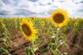 Sunflower Fields Queensland Australia Royalty Free Stock Photo