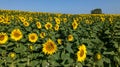 Sunflower fields spring in blue sky background of yellow green summer flower sun Royalty Free Stock Photo