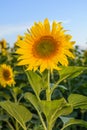 Sunflower fields during sunset. Digital composite of a sunrise over a field of golden yellow sunflowers Royalty Free Stock Photo