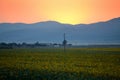 Sunflower fields sunset Royalty Free Stock Photo