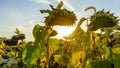 Sunflower fields during sunset. Sunflower fields in warm evening light. Dried sunflowers Royalty Free Stock Photo