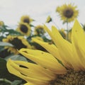 Sunflower fields