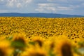 SUNFLOWER FIELDS IN THE VOJVODINA