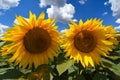 SUNFLOWER FIELDS IN THE VOJVODINA