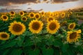 Sunflower fields in warm evening light, Charente, France Royalty Free Stock Photo