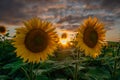 Sunflower fields in warm evening light, Charente, France Royalty Free Stock Photo