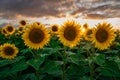 Sunflower fields in warm evening light, Charente, France Royalty Free Stock Photo