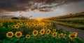 Sunflower fields in warm evening light, Charente, France Royalty Free Stock Photo