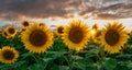 Sunflower fields in warm evening light, Charente, France Royalty Free Stock Photo