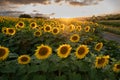 Sunflower fields in warm evening light, Charente, France Royalty Free Stock Photo
