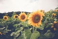 Sunflower with filter effect retro vintage style Royalty Free Stock Photo