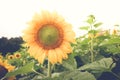 Sunflower with filter effect retro vintage style Royalty Free Stock Photo