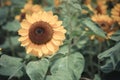 Sunflower Royalty Free Stock Photo