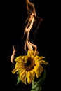 Sunflower on fire