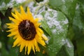 Sunflower with first snow Royalty Free Stock Photo