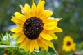 Sunflower with first snow Royalty Free Stock Photo