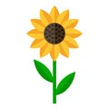 Sunflower Flat Icon Isolated on White Royalty Free Stock Photo