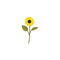 Sunflower. Sunflower Flat Icon Isolated on White Royalty Free Stock Photo