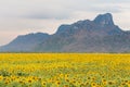 Sunflower flora field mountain background Royalty Free Stock Photo