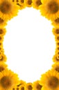 Sunflower flower