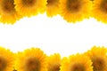 Sunflower flower