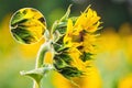 Sunflower flower affected by aphids.