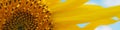 Sunflower flower against the blue sky and clouds. Natural plant summer banner or header. Flowers and flowering Royalty Free Stock Photo