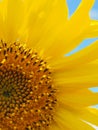 Sunflower flower against the blue sky and clouds. Plant summer vertical illustration. Flowers and flowering Royalty Free Stock Photo