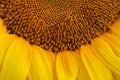 sunflower flower background close up Royalty Free Stock Photo