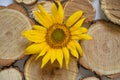 Sunflower flower on a background of wooden boards on a white close up Royalty Free Stock Photo