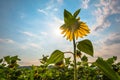 Sunflower Flower Royalty Free Stock Photo