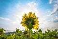 Sunflower Flower Royalty Free Stock Photo